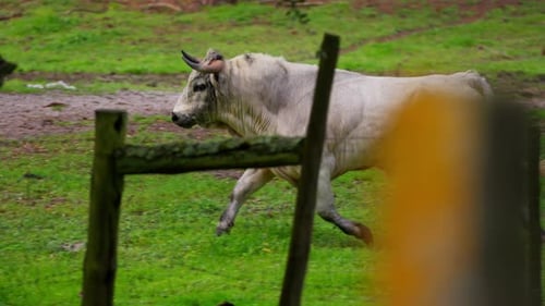 Slowmotion of white muscle bull running around