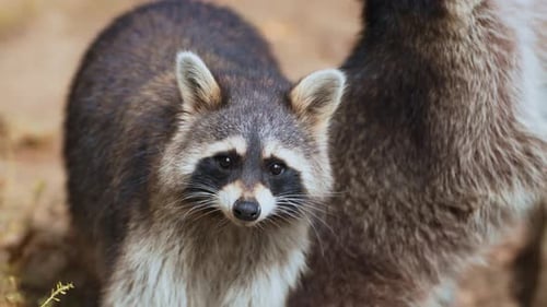 Guadeloupe Raccoon (Procyon lotor minor) Face Waiting Food in Farm - close-up in slow motion