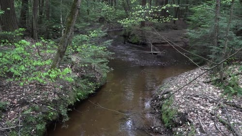 The slowly flowing water of a small river surrounded by trees and greenery!