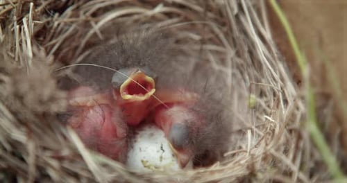 Newborn Birds Nesting, Wildlife Close-Up