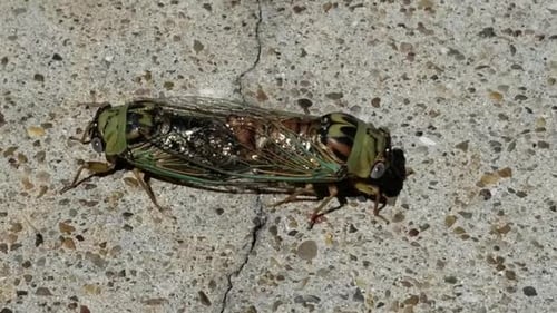 Deux circadas s'accouplent sur l'allée