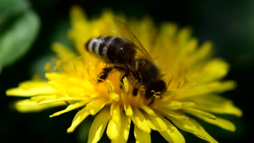 Bee Collecting Pollen From Yellow Flower