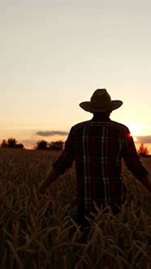 Sunset in the ripe wheat field. Following a male farmer in a hat walking through the corn plantation