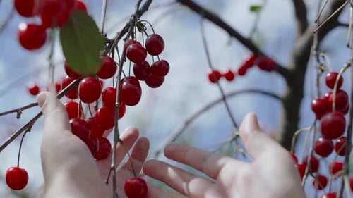 Hand Reaching for Ripe Red Cherries on Tree