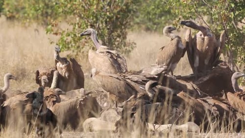 White backed Vultures in Kruger National park, South Africa