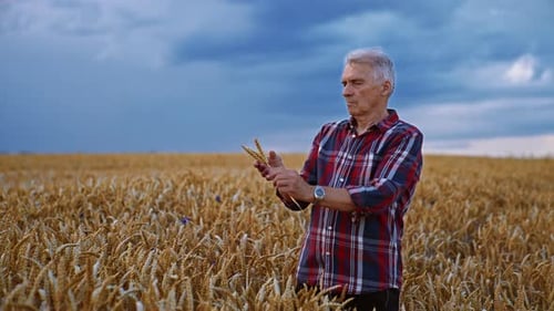 Senior Caucasian farmer standing in the beautiful contrasting field of wheat.