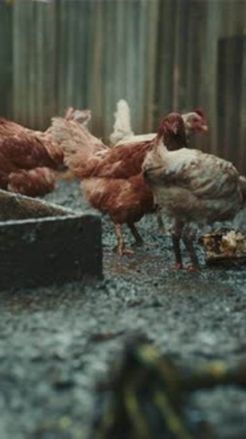 Farmyard Chickens Feeding near Rustic Wooden Fence