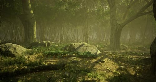 Mysterious Forest Shrouded in Mist Creates an Enchanting Atmosphere
