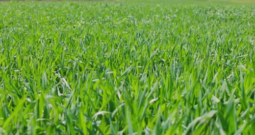 Field of Fresh Grass Field in Sunny Day