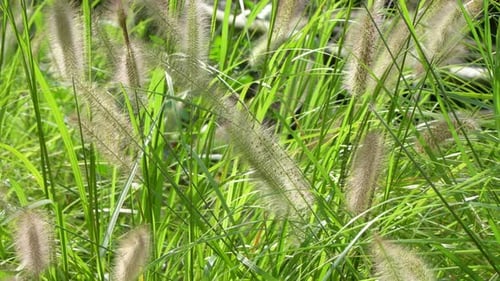 Üppiges grünes Springgras wächst an einem sonnigen Tag im Sommer auf der Wiese. - Nahaufnahme