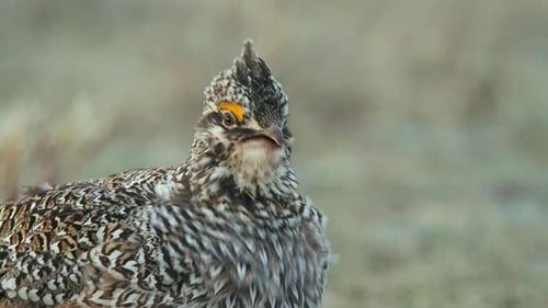 Alert male Sharp-tail Grouse close-up calls for females on prairie lek