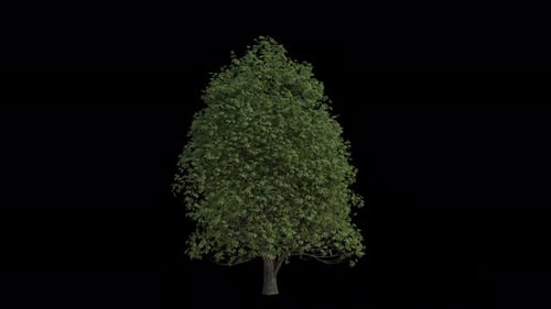 Rosskastanienbaum weht im Wind. Aesculus hippocastanum Baum. Alpha-Kanal. Loop-Animation