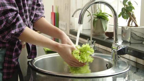 Washing Lettuce Leaves in the Kitchen Sink