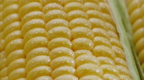 Fresh Yellow Corn on the Cob Close-Up