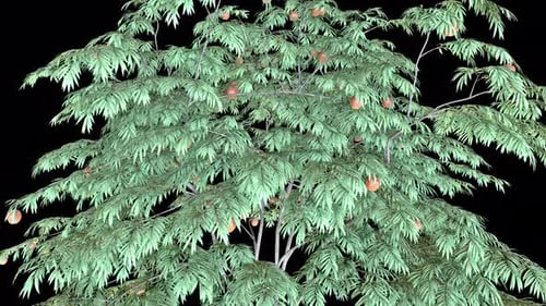 Red Apple Tree Windy