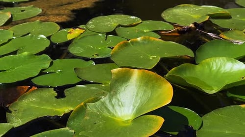 Beautiful Lily Lotus Flowers Near The Lake 39