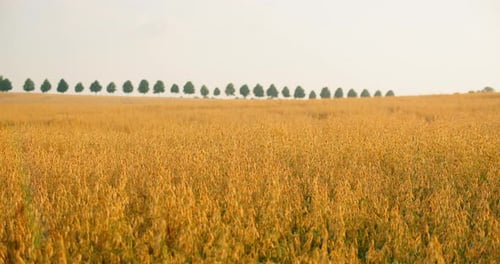 Oat Field Swaying in the Light Wind