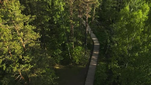 Enjoy the Serene Beauty of a Tranquil Wooden Path Winding Through a Lush Forest From an Aerial