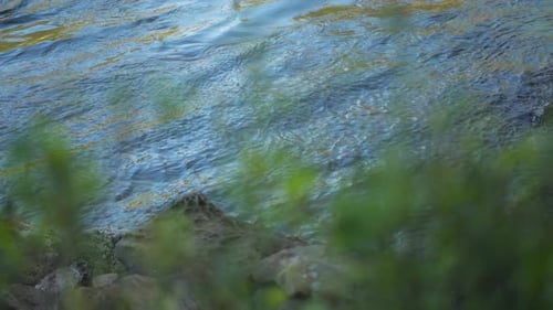 Ocean water surface and shore with green leaves in the foreground.