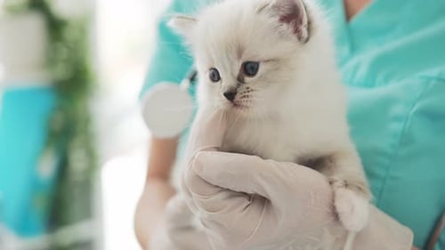 Adorable Kitten Held by Vet in Surgical Gloves