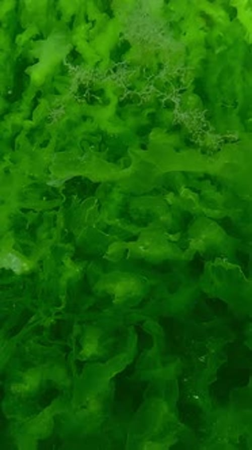 continuous layer of Sea Lettuce green algae, Ulva in sun glare