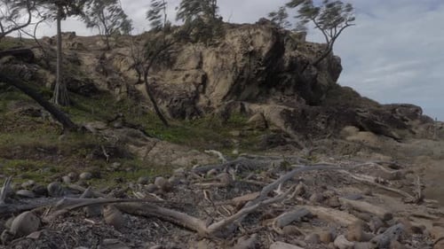 Coconut Shells, Logs, And Branches Of Tree Washed Ashore In The Beach After Storm. - static