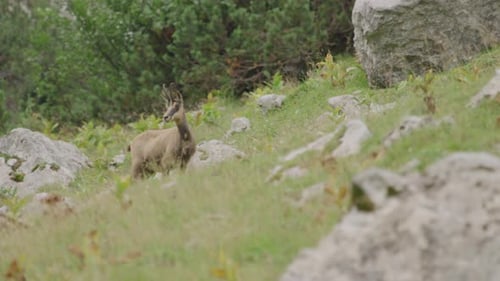 Plan rapproché d'un chamois debout dans une prairie en haut des montagnes. (4K)