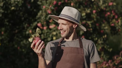 Landwirt in seinem Garten untersucht und bewundert frisch gepflückte Äpfel aus der neuen Ernte