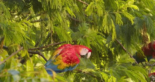 Colorful Scarlet climbs down to join its flock who are creating a noisy ruckus in the lush amazon ra