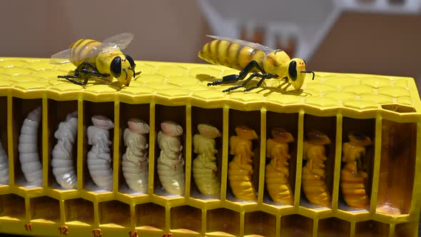 Bee Life Cycle Model Close Up, Industrial Stock Footage ft. honeycomb ...