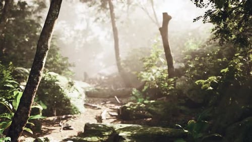 Tranquil Forest Corridor with Textured Rocks and Winding Route