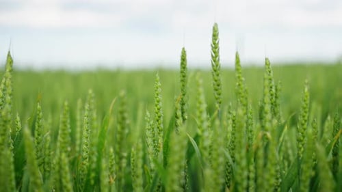 Growing wheat