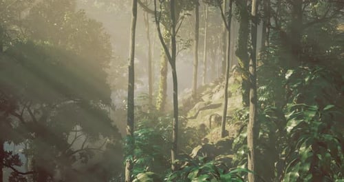 Sunlight Filters Through Dense Foliage in a Tranquil Forest Setting