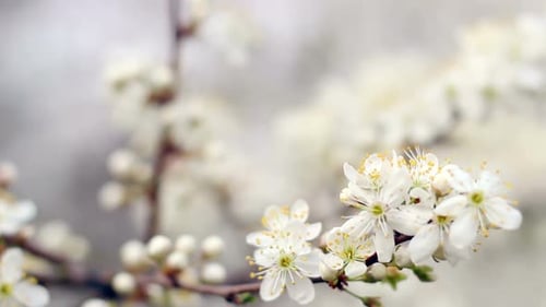 Spring Background. Cherry Blossom in Bright Sunlight. White Flowers on Branch Of