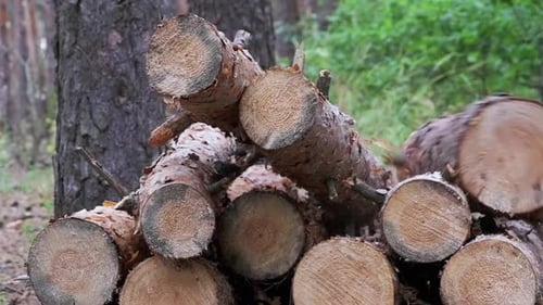 Felled Logs Falling on a Tree Trunks in the Forest