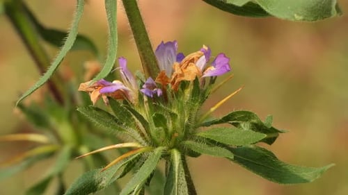 Fleurs de Baccharoides - épis.