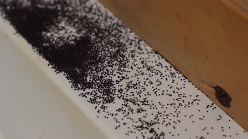 Vue rapprochée des déjections laissées par une infestation de termites.