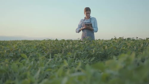Woman Farmer Use Tablet Computer Stand Check in Field on Sunset Agricultural Business Agronomy