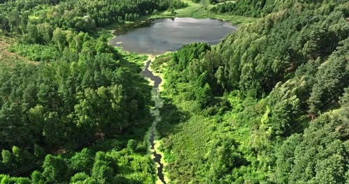 Green forest, lake and swamps in summer, aerial view