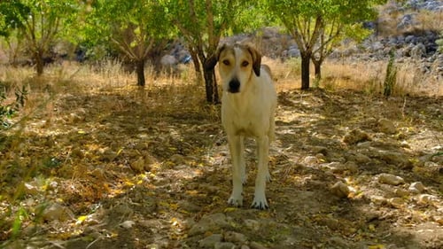 Hund