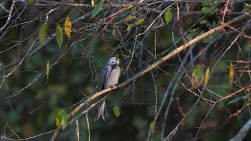 Tufted Titmouse Perched on Branch in Natural Habitat Wildlife and Nature