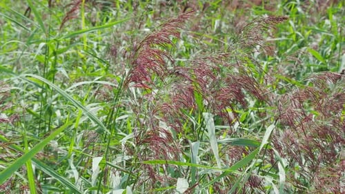 Summer video scene, with plants grass, trees and water reeds blowing gently in the breeze. Along a r