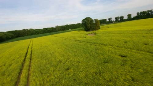 FPV view of a sunny rapeseed field in Poland's countryside.