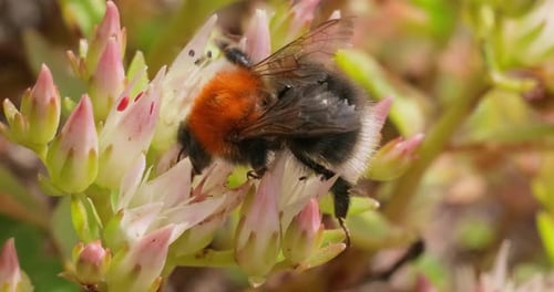 Bumblebee Collecting Pollen on a Flower Close-up