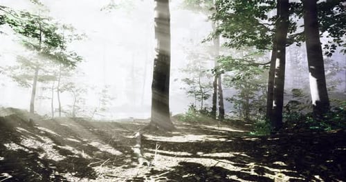 Sunlight Filters Through Trees in a Misty Forest at Dawn