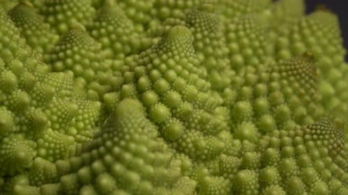 Chou-fleur Romanesco 23
