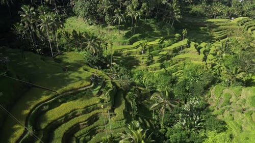 Rice Terrace 04