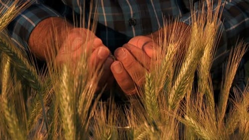 Farmer Hands Full of Ripe Wheat Seeds in Front of Yellow Field