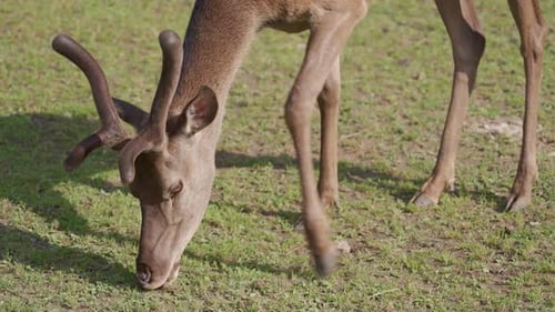 Young Red Deer Grazing in the Zoo