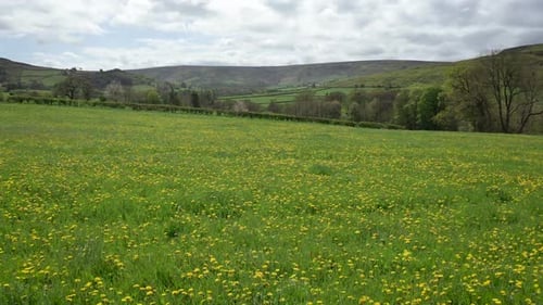 Very low aerial moving backwards over a field covered in bright yellow Dandelions.
May 2022, North Y
